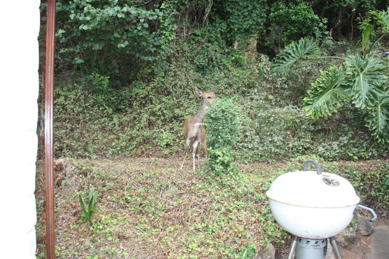 Cloverleigh Guest House Wildernis Exterior foto